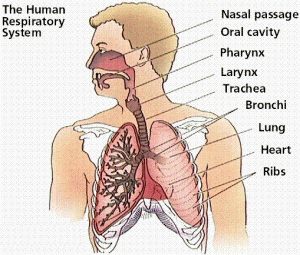 Система дыхания