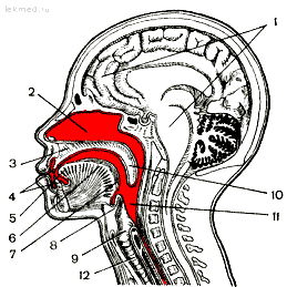 ЛОР-органы (нос, горло, ухо)